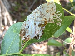 Eucosmophora pithecellobiae