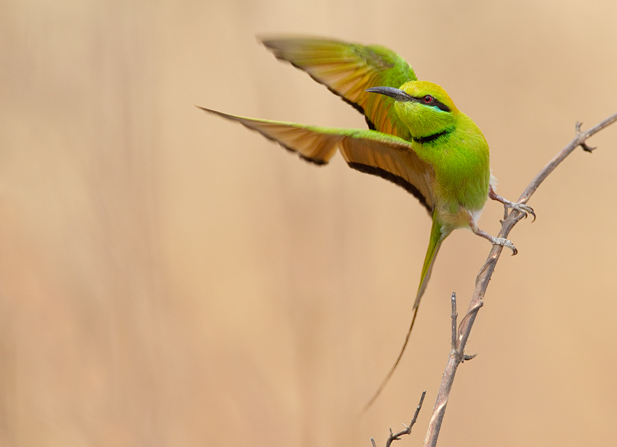 African Green Bee-Eater