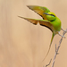 African Green Bee-Eater - Photo (c) Paul Cools, some rights reserved (CC BY-NC), uploaded by Paul Cools