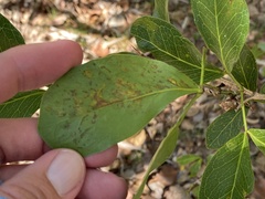 Eucosmophora pithecellobiae