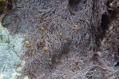 Leathesia marina