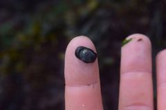 Siphonaria thersites