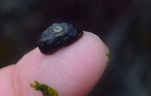 Carpenter's False Limpet