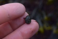 Siphonaria thersites