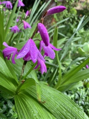 Bletilla