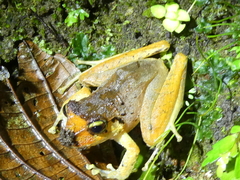 Craugastor crassidigitus