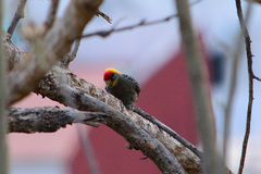 Melanerpes chrysogenys