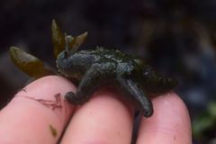 Leptasterias alaskensis