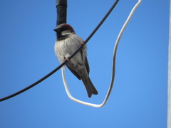 Passer domesticus
