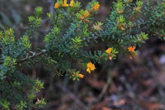 Pultenaea rostrata
