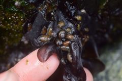 Margarites helicinus