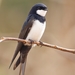 Black-collared Swallow - Photo (c) Luiz Alberto Santos, some rights reserved (CC BY-NC), uploaded by Luiz Alberto Santos