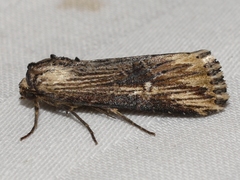 Crambodes talidiformis