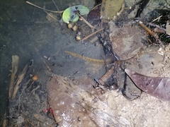 Synbranchus marmoratus