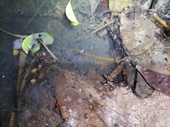 Synbranchus marmoratus