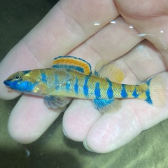 Bluespar Darter photo 1