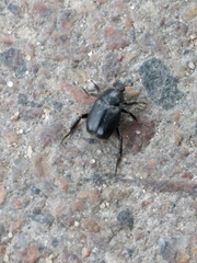 Hoplia graminicola