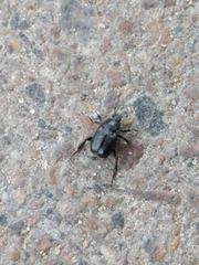 Hoplia graminicola