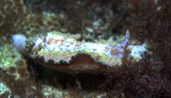 Glossodoris acosti