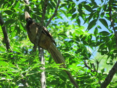 Colius striatus minor