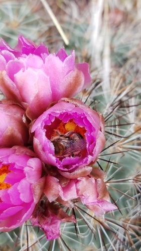 Pediocactus nigrispinus
