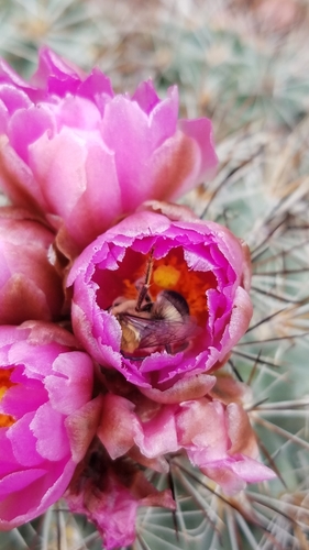 Pediocactus nigrispinus