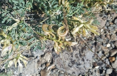 Astragalus speirocarpus