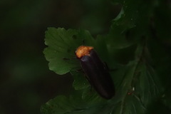 Abscondita cerata