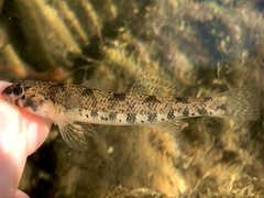 Bluespar Darter photo 2