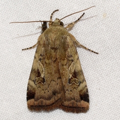 Cryptocala acadiensis