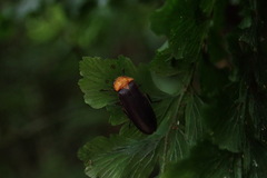 Abscondita cerata