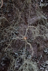 Usnea cavernosa