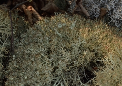 Cladonia amaurocraea