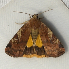 Cryptocala acadiensis