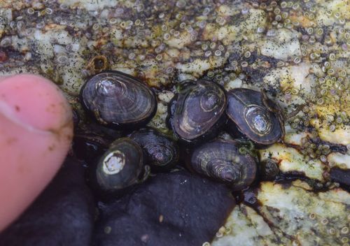 Carpenter's False Limpet