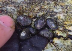 Siphonaria thersites