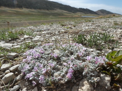 Astragalus tridactylicus