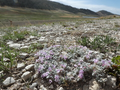 Astragalus tridactylicus