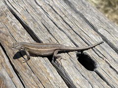 Sceloporus slevini