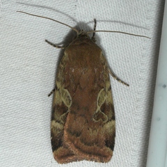 Cryptocala acadiensis