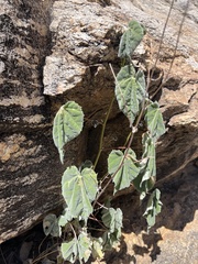 Abutilon reventum