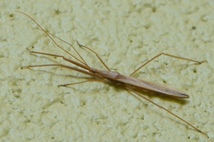 Doldina interjungens