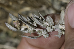 Atriplex fruticulosa