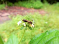 Lipotriches ceratina