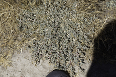 Atriplex fruticulosa