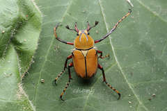 Dicronocephalus bowringi