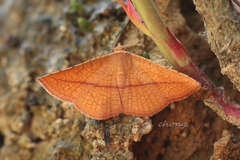 Striglina cancellata