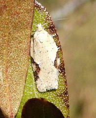 Acleris cervinana