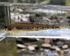 Etheostoma stigmaeum