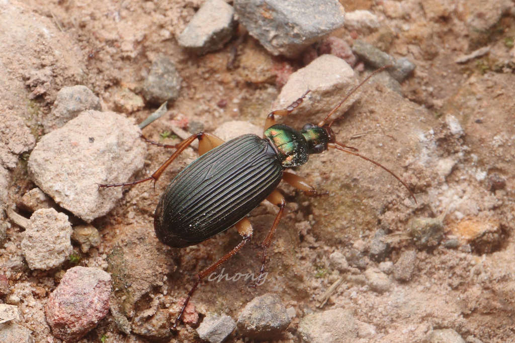 Chlaenius costiger